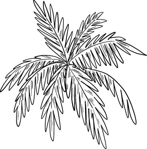 Palm Leaves Coloring Page